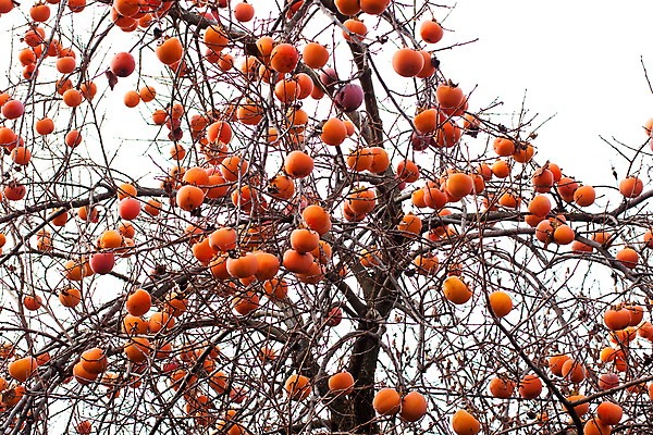 포토 JPG 해외이미지 나무 음식 다이어트 오렌지 과일 자연 건강 요리 사람없음 컬러풀 주스 나뭇가지 신선 달콤 맛 유기농 날것 칼로리 내추럴 숙성 채식주의자 해외202004 해외포토 식물 웰빙 음료 컬러 컨셉 생태계 채식 파일형식 이미지허브