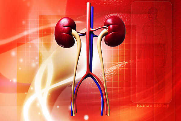 포토 JPG 해외이미지 백그라운드 일러스트 상상 추상 사람없음 그래픽 초록색 3D 디지털 신장 질감 고립 효과 해외202004 해외포토 컬러 무늬 비뇨기관 디지털합성 파일형식 이미지허브