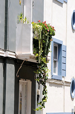 포토 JPG 해외이미지 식물 외관 꽃 벽 건축양식 창문 자연 선인장 아파트 주택 사람없음 건물 장식 초록색 컬러풀 정원 수확 발코니 흰색 도시 냄비 묘사 시골집 원예 옛날 제라늄 해외202004 해외포토 건축물 건축 컬러 농업 취미 솥 생태계 파일형식 이미지허브