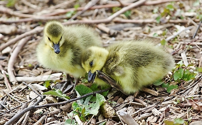 포토 JPG 해외이미지 동물 응시 야생동물 백그라운드 캐나다 조류 병아리 서기 사람없음 초록색 갈색 노란색 검은색 놀람 회색 먹기 심볼 그림 시력 엽서 거위 토론토 고립 전국 해외202004 해외포토 시선 감정 컬러 북아메리카 모션 표정 편지 파일형식 이미지허브