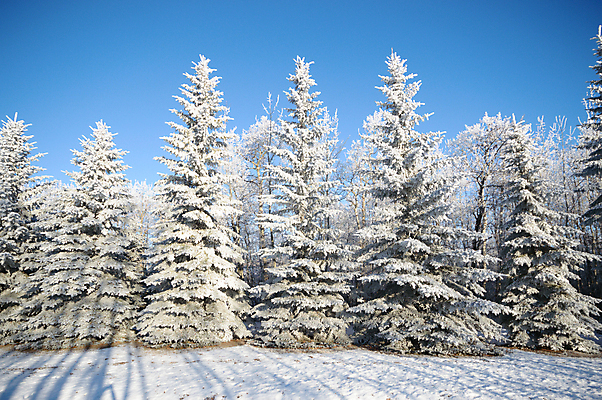 포토 JPG 해외이미지 나무 식물 구름 1 계절 백그라운드 잎 겨울 밭 자연 하늘 풍경 사람없음 목재 파란색 평화 우주 환경 냉동 추위 성장 흰색 나뭇가지 시골 고독 숲 큼 땅 싱글 내추럴 고립 옛날 혼자 해외202004 해외포토 자연요소 감정 컬러 컨셉 농업 재료 크기 생태계 파일형식 이미지허브