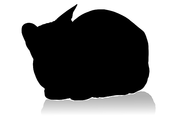 포토 JPG 해외이미지 동물 실루엣 백그라운드 신체 일러스트 포유류 자연 그림자 사람없음 그래픽 검은색 고양이 흰색 그림 고립 해외202004 해외포토 컬러 촬영기법 반려동물 생태계 파일형식 이미지허브