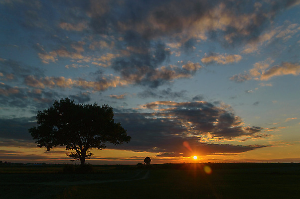 포토 JPG 해외이미지 나무 식물 구름 계절 공원 실루엣 여행 백그라운드 밭 오렌지 자연 하늘 휴가 따뜻함 그림자 풍경 사람없음 야외 빨간색 초록색 여름 파란색 빛 햇빛 태양 노란색 평화 일출 환경 침묵 황혼 일몰 새벽 황금 저녁 숲 장면 내추럴 수평선 해외202004 해외포토 자연요소 공공시설 컬러 컨셉 농업 과일 촬영기법 노을 소리 야간 생태계 파일형식 이미지허브