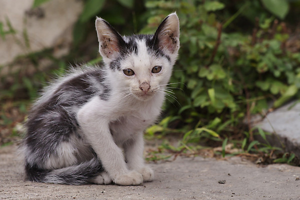 포토 JPG 해외이미지 동물 사람없음 반려동물 고양이 작음 해외202004 해외포토 포유류 크기 파일형식 이미지허브