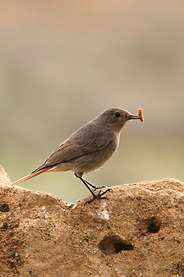 포토 JPG 해외이미지 동물 남자 유럽 얼굴 야생동물 곤충 오렌지 자연 조류 서기 사람없음 건물 목재 초록색 여름 컬러풀 갈색 정원 검은색 봄 스페인 소프트포커스 숲 작음 깃털 부리 사냥꾼 서식지 내추럴 해외202004 해외포토 나무 직업 건축물 계절 나라 컬러 과일 재료 모션 촬영기법 사람 신체부위 크기 생태계 파일형식 이미지허브
