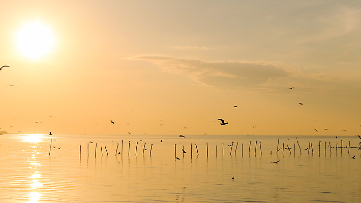 포토 JPG 해외이미지 동물 구름 응시 실루엣 야생동물 바다 백그라운드 날개 자연 갈매기 조류 하늘 아침 바람 따뜻함 사람없음 야외 물 빛 태양 일출 맑음 희망 펼침 자유 비행 황금 깃털 리더 장면 무료 예시 해외202004 해외포토 주간 자연요소 시선 감정 컨셉 모션 날씨 촬영기법 노을 생태계 파일형식 이미지허브