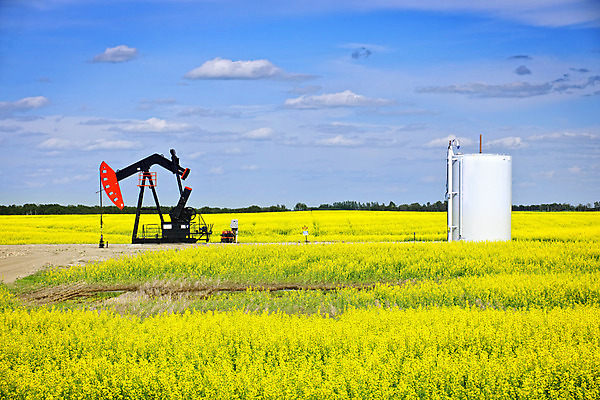 포토 JPG 해외이미지 산업 캐나다 밭 조류 풍경 사람없음 기계 운전 휘발유 석유 갈증 시설 탱크 드럼 연료 가스 수납 메뚜기 당나귀 잭 펌프 추출 카놀라 해외202004 해외포토 동물 곤충 북아메리카 농업 모션 타악기 말_동물 파일형식 이미지허브