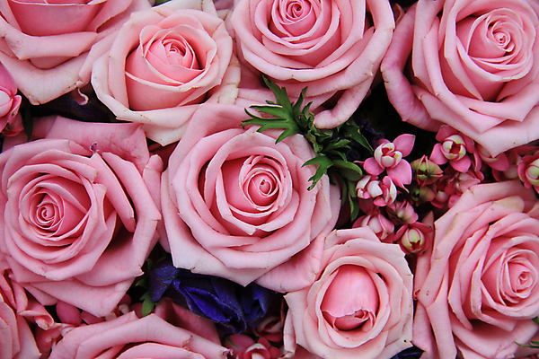 포토 JPG 해외이미지 주간 꽃 분홍색 자연 사람없음 야외 장미 해외202004 해외포토 자연요소 식물 컬러 생태계 파일형식 이미지허브