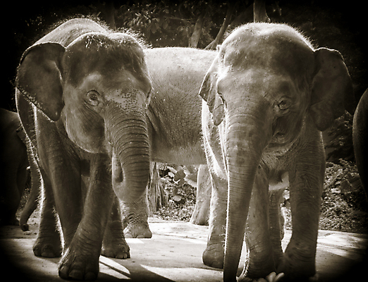 포토 JPG 해외이미지 동물 아시아 야생동물 여행 포유류 아프리카 자연 코끼리 동물원 사람없음 머리 힘 회색 입 주름 위험 큼 인도인 사파리 피부 코 지역 상아 무거움 멸종위기동물 매머드 해외202004 해외포토 외국인 나라 컬러 컨셉 동양인 신체부위 무게 크기 생태계 파일형식 멸종위기종 이미지허브
