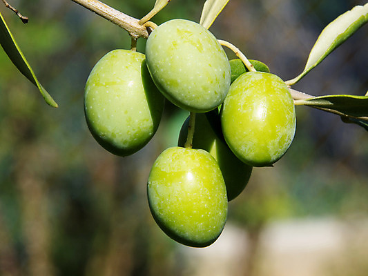 포토 JPG 해외이미지 나무 식물 산업 음식 잎 농업 과일 자연 건강 사람없음 야외 농장 성장 나뭇가지 시골 닫기 숲 지중해 유기농 올리브 크로아티아 숙성 해외202004 해외포토 웰빙 열매 유럽 바다 모션 생태계 파일형식 이미지허브