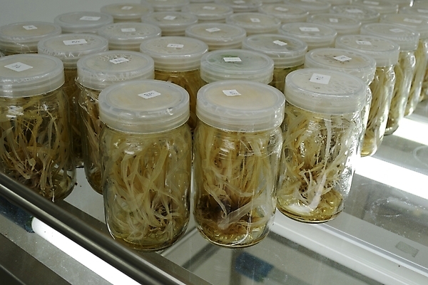 포토 JPG 해외이미지 나무 식물 교육 꽃 문화 과학 선반 세포 실험 사람없음 초록색 빛 환경 시험 성장 죽음 조직 실험실 중앙 질병 생명공학 먹이 과학자 분석 생물학 유전 줄서기 캡모자 해외202004 해외포토 직업 모자_잡화 컬러 가구 컨셉 의학 모션 학자 파일형식 이미지허브