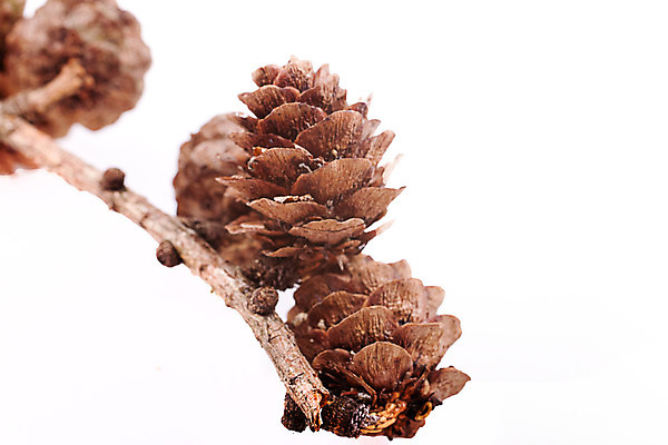 포토 JPG 해외이미지 백그라운드 크리스마스 자연 사람없음 장식 갈색 흰색 나뭇가지 원뿔 고립 해외202004 해외포토 도형 나무 기념일 컬러 생태계 파일형식 이미지허브