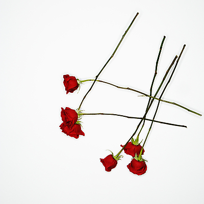 포토 JPG 해외이미지 스튜디오촬영 꽃잎 꽃 실내 발렌타인데이 사랑 사람없음 빨간색 장미 정사각형 향기 정물화 해외202004 해외포토 도형 식물 감정 컬러 데이이벤트 내부 그림 냄새 파일형식 이미지허브