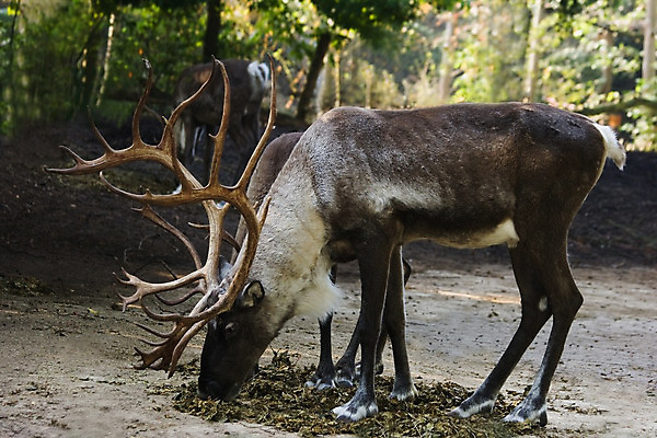 포토 JPG 해외이미지 나무 동물 야생동물 포유류 자연 핀란드 사람없음 목재 초록색 갈색 숲 순록 해외202004 해외포토 식물 컬러 재료 북유럽 생태계 파일형식 이미지허브