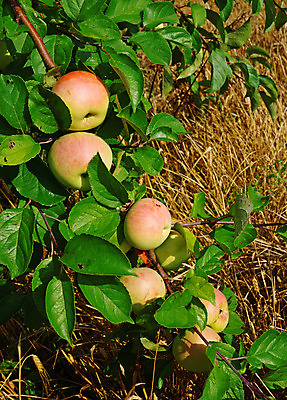 포토 JPG 해외이미지 나무 식물 계절 음식 잎 농업 과일 자연 건강 사람없음 야외 초록색 여름 농작물 농장 정원 수확 성장 가을 나뭇가지 시골 신선 그룹 달콤 사과 큼 과수원 다발 묘사 유기농 원예 날것 내추럴 밭일 숙성 세련 해외202004 해외포토 웰빙 산업 컬러 취미 맛 크기 생태계 파일형식 이미지허브