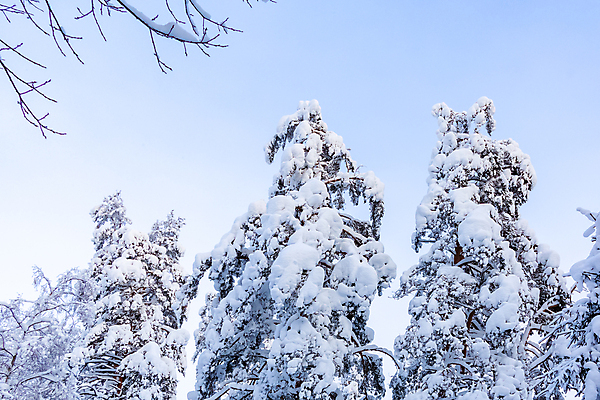 포토 JPG 해외이미지 나무 계절 공원 백그라운드 크리스마스 겨울 자연 하늘 동화 날씨 핀란드 풍경 사람없음 야외 목재 냉동 얼음 활발 추위 덮개 흰색 나뭇가지 시골 소나무 숲 서리 북쪽 온도 무거움 전나무 폭설 눈내림 가문비나무 해외202004 해외포토 자연요소 식물 공공시설 기념일 컬러 컨셉 재료 눈_날씨 북유럽 뚜껑 무게 자연재해 방향 생태계 파일형식 이미지허브