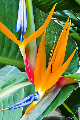 포토 JPG 해외이미지 식물 디자인 공원 꽃잎 꽃 선 줄기 꽃다발 백그라운드 잎 꽃무늬 자연 선물 사람없음 장식 초록색 여름 컬러풀 노란색 정원 보라색 스파 봄 벚꽃 신선 개화 난초 우아함 닫기 내추럴 고립 이국적 해외202004 해외포토 계절 공공시설 컬러 컨셉 무늬 모션 생태계 파일형식 이미지허브