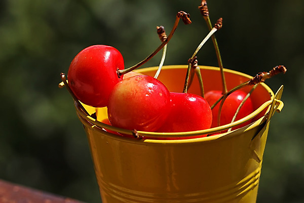 포토 JPG 해외이미지 식물 계절 열매 음식 줄기 백그라운드 농업 다이어트 과일 재료 자연 디저트 건강 사람없음 목재 빨간색 농작물 금속 수확 흰색 시골 신선 체리 그룹 달콤 떨어짐 소프트포커스 먹기 양동이 가득함 오브젝트 상쾌 유기농 내추럴 숙성 채식주의자 해외202004 해외포토 나무 웰빙 감정 산업 컬러 컨셉 모션 재질 촬영기법 맛 생태계 채식 파일형식 이미지허브