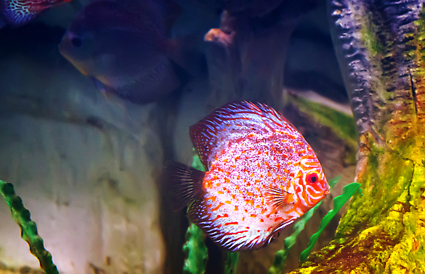 포토 JPG 해외이미지 동물 음식 바다 분홍색 여행 자연 저울 종류 어류 사람없음 물 파란색 컬러풀 수중 다양 잡기 해조류 산호 은색 싱글 러시아 도미 수족관 깊이 식용 이국적 해외202004 해외포토 자연요소 유럽 컬러 다수 모션 수중동물 해양식물 자포동물 생태계 파일형식 이미지허브