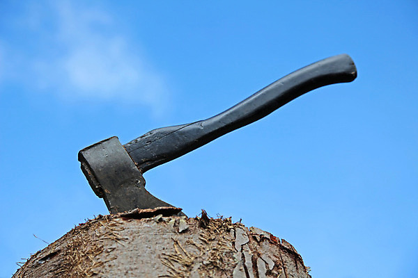 포토 JPG 해외이미지 나무 사람없음 목재 수확 공구 숲 자르기 통나무 날카로움 도끼 나무껍질 잡동사니 벌목 수목 해외202004 해외포토 식물 농업 재료 모션 껍질 도구 파일형식 이미지허브