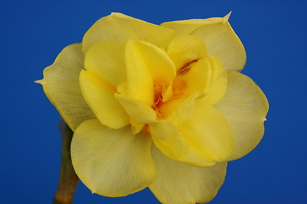 포토 JPG 해외이미지 식물 꽃잎 꽃 전구 자연 사람없음 노란색 수선화 해외202004 해외포토 컬러 생태계 파일형식 이미지허브