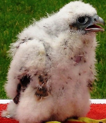 포토 JPG 해외이미지 동물 야생동물 자연 조류 병아리 사람없음 야외 환경 분노 흰색 보호 깃털 고민 육식동물 내추럴 공격적 해외202004 해외포토 감정 컬러 컨셉 생태계 파일형식 이미지허브