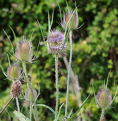 포토 JPG 해외이미지 식물 사람없음 환경 정원 시골 해외202004 해외포토 파일형식 이미지허브