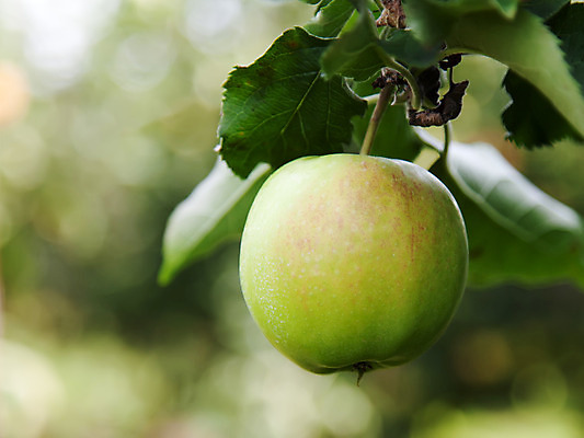 포토 JPG 해외이미지 나무 식물 1 계절 음식 백그라운드 잎 농업 과일 매달리기 건강 사람없음 야외 초록색 여름 농작물 농장 정원 수확 성장 가을 나뭇가지 신선 사과 과수원 싱글 유기농 보케 심플 내추럴 숙성 미니멀 해외202004 해외포토 웰빙 산업 컬러 모션 파일형식 이미지허브