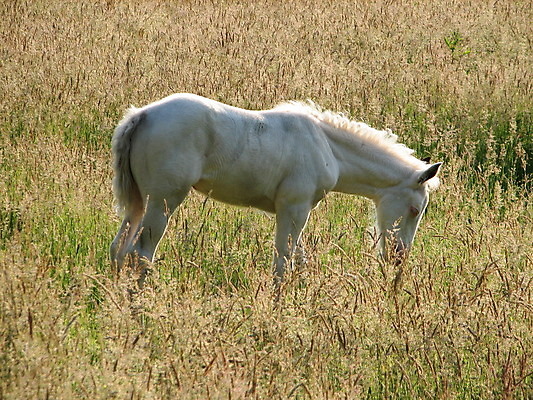 포토 JPG 해외이미지 동물 사람없음 흰색 방목 망아지 해외202004 해외포토 새끼 컬러 말_동물 축산업 파일형식 이미지허브