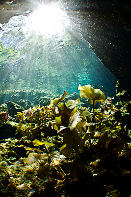 포토 JPG 해외이미지 식물 여행 자연 멕시코 사람없음 수중 연못 동굴 해외202004 해외포토 북아메리카 생태계 파일형식 이미지허브