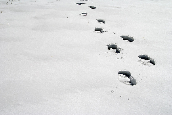 포토 JPG 해외이미지 계절 길 여행 신발 겨울 패턴 밭 자국 자연 부츠 사람 풍경 사람없음 야외 냉동 얼음 산책 추위 탐험 흰색 신선 인쇄 발자국 오솔길 방향 모험가 흔적 서리 단계 깊이 루트 방법 선로 양발 자취 각인 해외202004 해외포토 자연요소 컬러 무늬 농업 휴식 생태계 파일형식 이미지허브