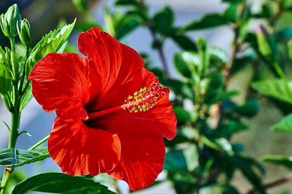 포토 JPG 해외이미지 주간 잎 자연 사람없음 야외 빨간색 히비스커스 해외202004 해외포토 자연요소 식물 꽃 컬러 생태계 파일형식 이미지허브