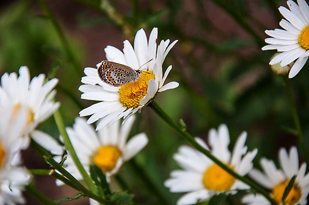 포토 JPG 해외이미지 식물 동물 계절 꽃잎 꽃 야생동물 나비 곤충 잎 꽃무늬 밭 날개 오렌지 안테나 사람없음 여름 컬러풀 노란색 정원 봄 벚꽃 흰색 신선 작음 묘사 아로마 내추럴 캐모마일 해외202004 해외포토 컬러 무늬 농업 과일 통신 크기 허브 파일형식 이미지허브