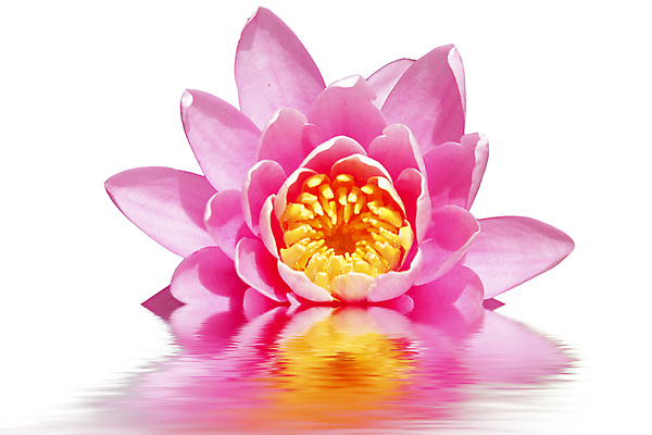 포토 JPG 해외이미지 식물 꽃잎 꽃 잎 동양인 사람없음 고요 벚꽃 흰색 연못 순수 생물학 향기 신성 내추럴 이국적 해외202004 해외포토 교육 컬러 컨셉 인종 냄새 파일형식 이미지허브