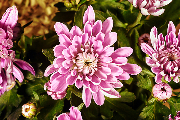 포토 JPG 해외이미지 식물 꽃잎 꽃 잎 자연 국화 사람없음 장식 초록색 정원 가을 흰색 개화 폴란드 해외202004 해외포토 계절 유럽 컬러 생태계 파일형식 이미지허브