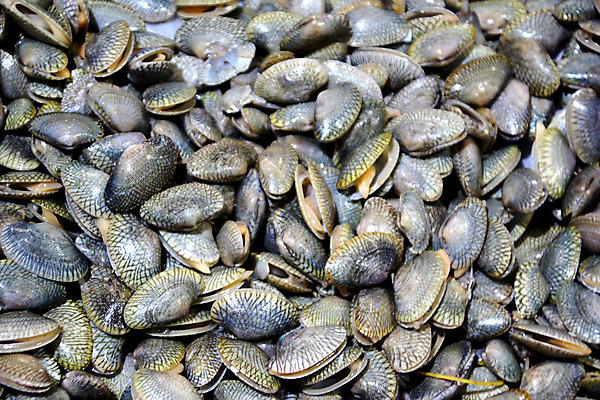 포토 JPG 해외이미지 동물 음식 바다 백그라운드 다이어트 재료 자연 조개 연체동물 주택 쟁반 건강 갑각류 어류 요리 사람없음 목재 상점 주방 회색 껍질 신선 시장 먹기 해산물 날것 홍합 레시피 생식 석판 식용 생존 해외202004 해외포토 나무 컬러 모션 어패류 무척추동물 건물 수중동물 생태계 파일형식 이미지허브