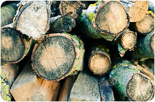 포토 JPG 해외이미지 나무 산업 백그라운드 겨울 패턴 자연 벽지 불 추상 사람없음 야외 목재 갈색 쌓기 환경 재활용 에너지 시골 뜨거움 원형 숲 장작 자르기 묘사 준비 질감 날것 통나무 나무껍질 연료 수납 자원 잡동사니 흙더미 다리찢기 내추럴 벌목 수목 옛날 화상 개조 해외202004 해외포토 자연요소 도형 식물 계절 컬러 무늬 재료 모션 흙 껍질 상처 친환경 생태계 파일형식 더미 이미지허브