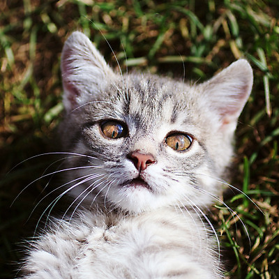 포토 JPG 해외이미지 동물 1 공원 장난 포유류 자연 털 잔디 사람없음 야외 초록색 반려동물 정원 고양이 회색 작음 해외202004 해외포토 식물 공공시설 컬러 크기 생태계 파일형식 이미지허브