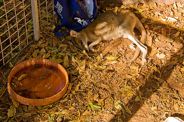 포토 JPG 해외이미지 동물 야생동물 포유류 생물 털 동물원 사람없음 갈색 호주 꼬리 캥거루 고립 동물상 해외202004 해외포토 컬러 조형물 오세아니아 파일형식 이미지허브