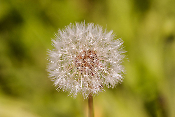 포토 JPG 해외이미지 식물 계절 꽃 야생동물 잎 꽃무늬 밭 자연 씨앗 사람없음 야외 초록색 여름 빛 컬러풀 햇빛 봄 자유 벚꽃 흰색 원형 행운 보호 소프트포커스 작음 수분 민들레 묘사 싱글 꽃가루 솜털 내추럴 취급주의 특별함 몽환 해외202004 해외포토 도형 동물 컬러 컨셉 무늬 농업 촬영기법 경고 태양 크기 가루 생태계 파일형식 이미지허브