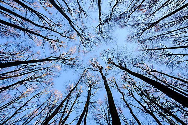 포토 JPG 해외이미지 모양 나무 식물 계절 실루엣 줄기 백그라운드 컨셉 잎 겨울 패턴 자연 하늘 추상 건조 그림자 풍경 사람없음 야외 목재 어둠 침묵 봄 슬픔 수확 안개 성장 가을 나뭇가지 시골 숲 큼 무서움 그림 질감 내추럴 고립 옛날 우울증 해외202004 해외포토 감정 무늬 농업 재료 날씨 촬영기법 소리 질병 크기 생태계 파일형식 이미지허브
