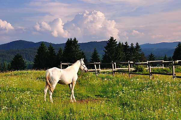 포토 JPG 해외이미지 동물 구름 밭 자연 하늘 산 풍경 사람없음 야외 초록색 여름 파란색 빛 햇빛 농장 평화 화목 침묵 고요 봄 흰색 시골 숲 순수 장면 해외202004 해외포토 자연요소 계절 컬러 컨셉 농업 태양 소리 생태계 파일형식 이미지허브