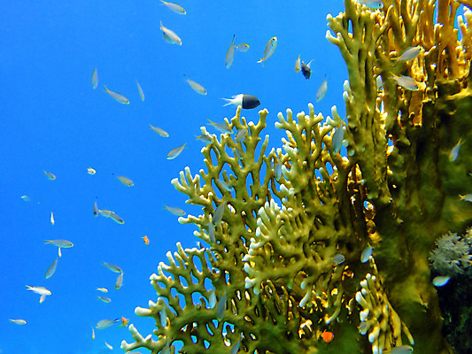 포토 JPG 해외이미지 바다 불 이집트 어류 사람없음 빨간색 파란색 수중 산호 해외202004 해외포토 자연요소 컬러 아프리카 수중동물 자포동물 파일형식 이미지허브