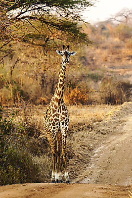포토 JPG 해외이미지 식물 도로 야생동물 포유류 아프리카 건조 사람없음 갈색 점 황무지 큼 기린 먼지 동물상 탄자니아 해외202004 해외포토 동물 나라 길 컬러 교통시설 조형물 크기 파일형식 이미지허브