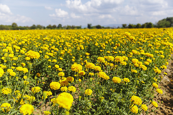 포토 JPG 해외이미지 식물 계절 꽃잎 꽃 백그라운드 잎 꽃무늬 밭 오렌지 자연 하늘 사람없음 장식 초록색 여름 파란색 컬러풀 햇빛 노란색 정원 봄 활발 벚꽃 신선 개화 황금 허브 화단 내추럴 해외202004 해외포토 컬러 컨셉 무늬 농업 과일 태양 생태계 파일형식 이미지허브