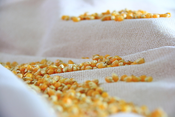 포토 JPG 해외이미지 음식 백그라운드 농업 채소 건강 옥수수 사람없음 농장 신선 낟알 유기농 알맹이 날것 해외202004 해외포토 웰빙 산업 곡류 파일형식 이미지허브