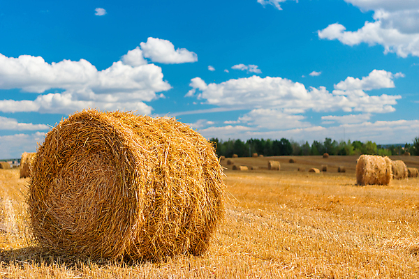 포토 JPG 해외이미지 주간 구름 농업 하늘 풍경 사람없음 야외 농경지 짚더미 뭉치 해외202004 해외포토 자연요소 산업 농장 볏짚 파일형식 더미 이미지허브