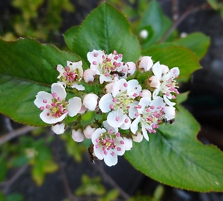 포토 JPG 해외이미지 식물 계절 꽃 백그라운드 잎 과일 자연 사람없음 초록색 태양 새싹 정원 봄 성장 벚꽃 흰색 나뭇가지 신선 개화 그룹 숲 수분 다발 관목 묘사 내추럴 해외202004 해외포토 자연요소 나무 컬러 생태계 파일형식 이미지허브