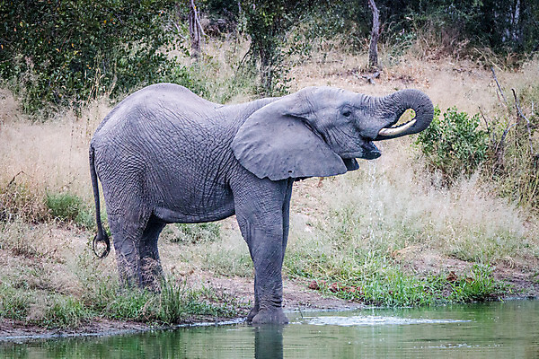 포토 JPG 해외이미지 동물 공원 야생동물 여행 백그라운드 포유류 아프리카 자연 코끼리 생물 국립공원 사람없음 야외 여행객 환경 힘 회색 황무지 보호 큼 심볼 사파리 상아 멸종 남쪽 나미비아 동물상 사바나 힘찬 해외202004 해외포토 공공시설 나라 컬러 컨셉 사람 조형물 크기 방향 생태계 남아프리카 파일형식 이미지허브