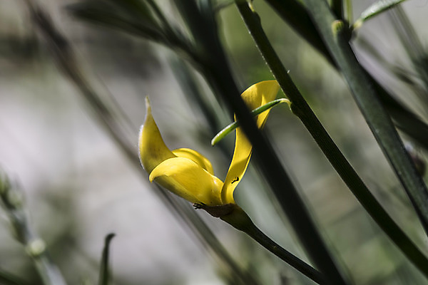 포토 JPG 해외이미지 식물 계절 꽃잎 꽃 유럽 잎 채소 자연 사람없음 초록색 햇빛 노란색 성장 시골 신선 지중해 꽃가루 꼬투리 스페인어 영양분 해외202004 해외포토 나라 바다 컬러 태양 가루 생태계 파일형식 이미지허브